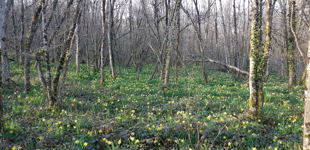 Sous-bois recouvert de Jonquilles (Vergongeat)