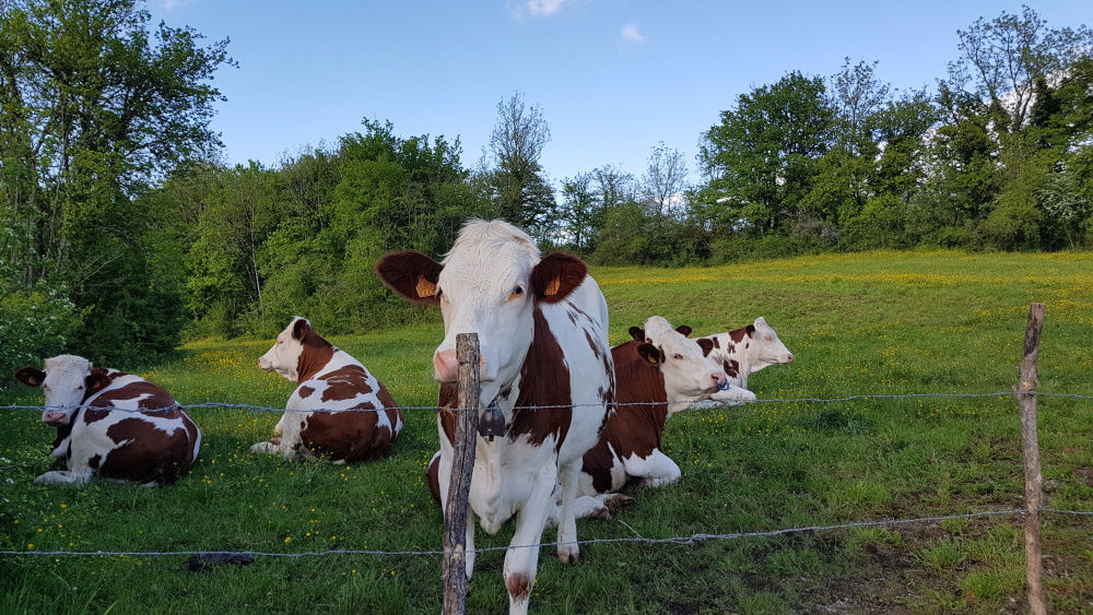 Vaches curieuses lors des balades